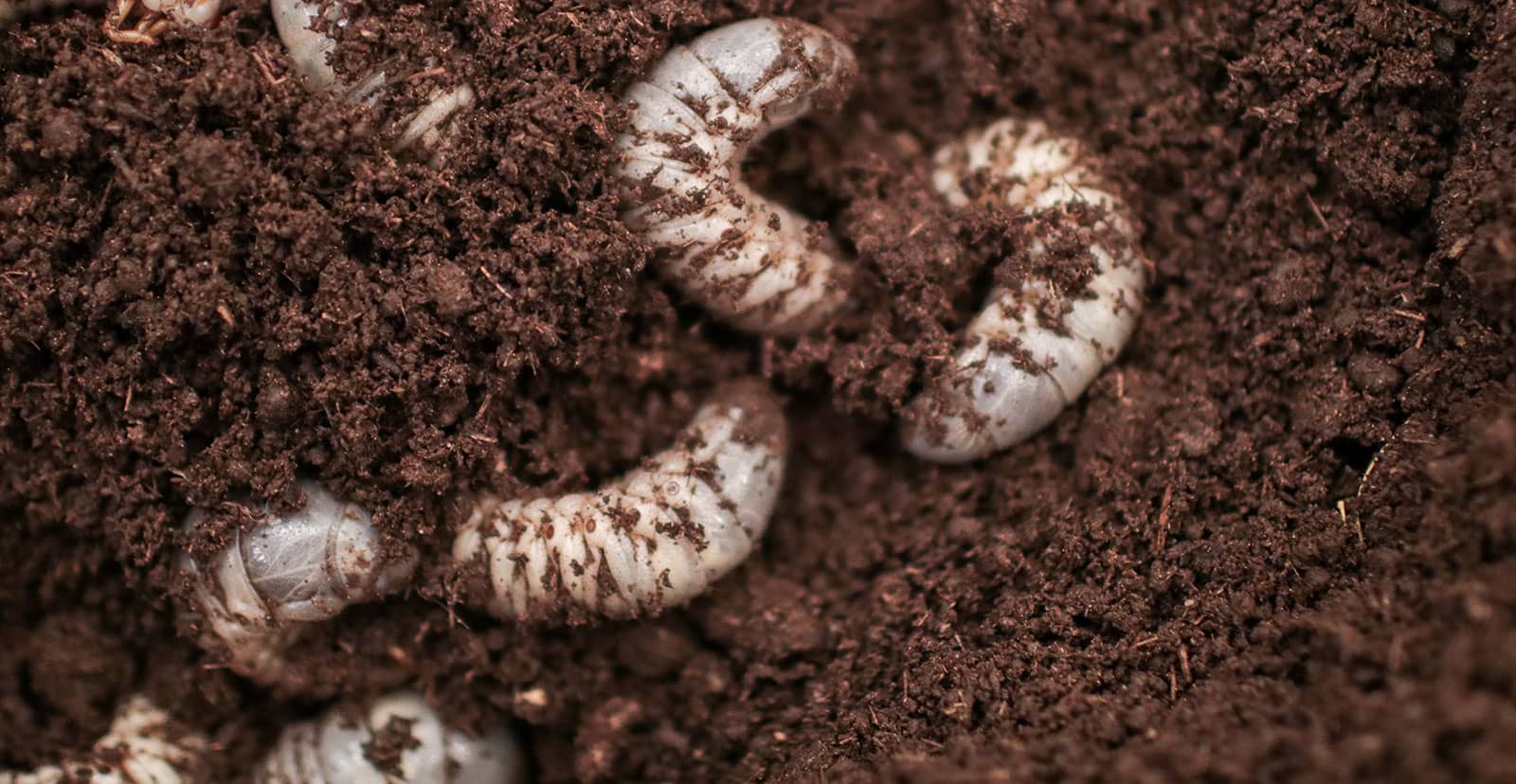 Manejo de larvas de besouros que alimentam-se de raízes de grama