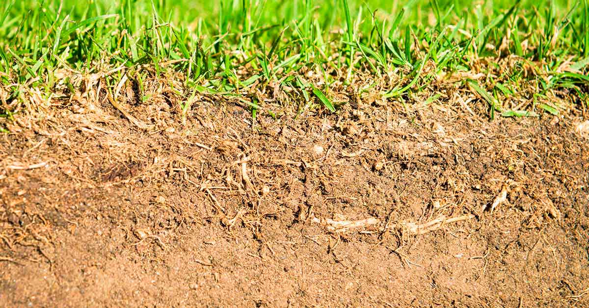 Tolerância de gramados à Compactação do solo